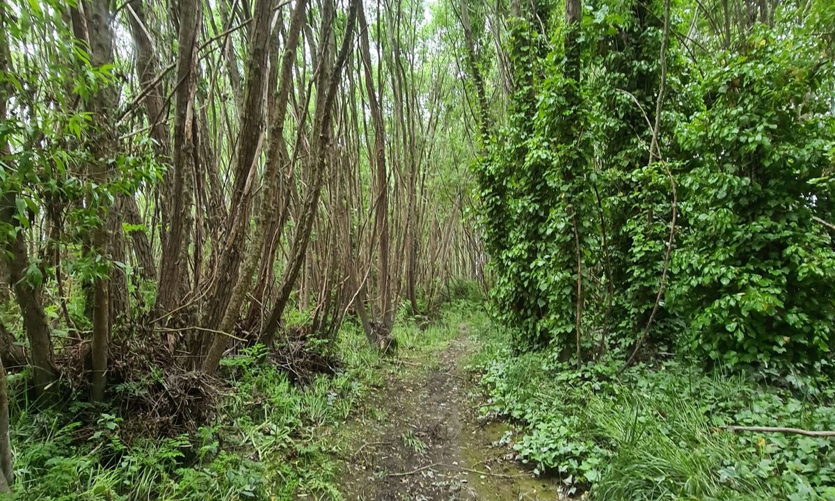 Kaiapoi Island Trail, Canterbury