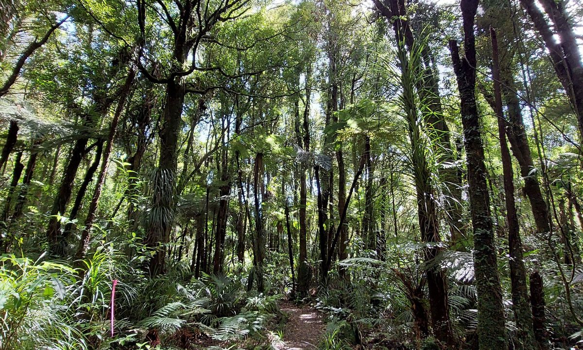 Nikau Loop & Kaiwhaniwha Caves, Waikato