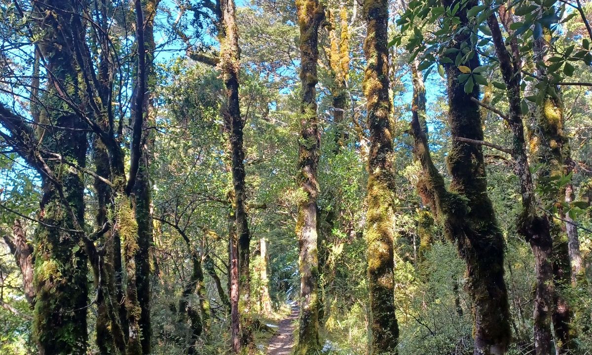 Whakapapanui Track, Manawatu - Wanganui