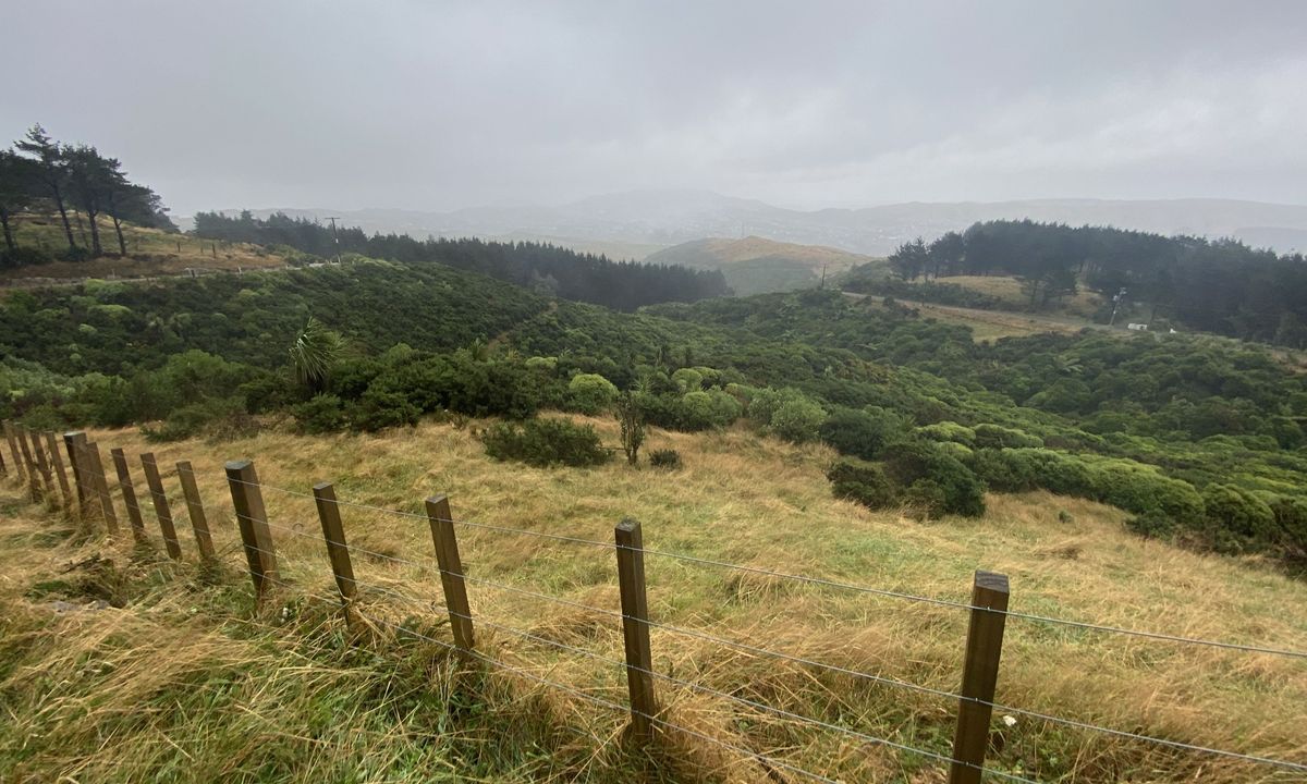 Grenada Grindertron, Wellington