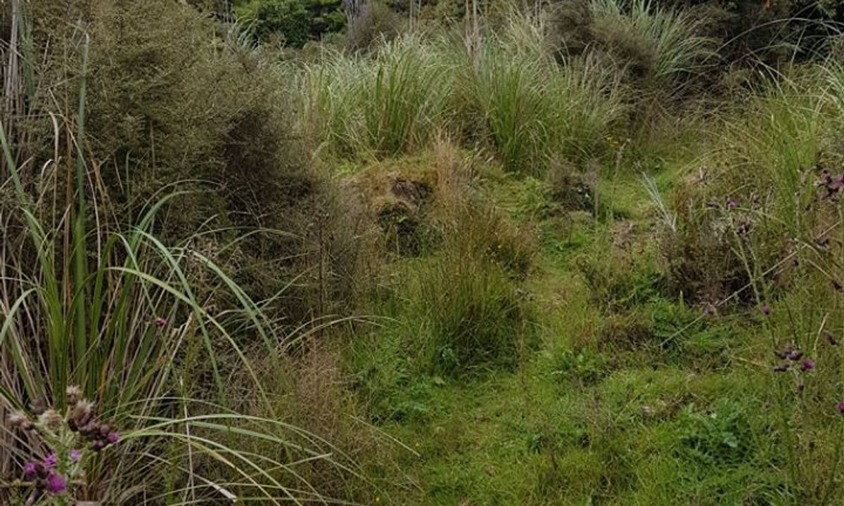 Sledge Track with Toetoe Loop & Otangane Loop, Manawatu - Wanganui