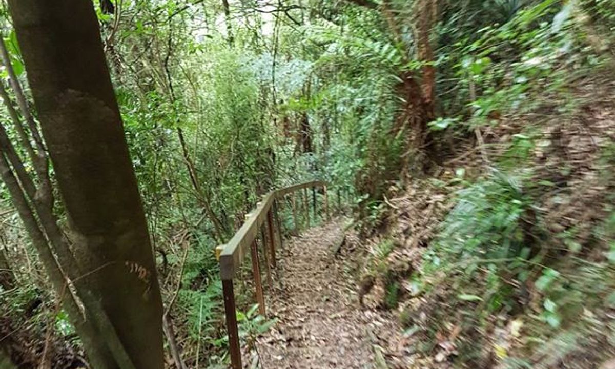 Sledge Track with Toetoe Loop & Otangane Loop, Manawatu - Wanganui