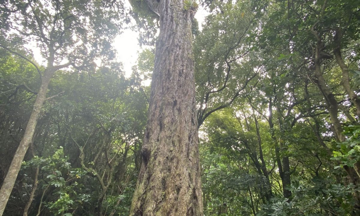 Otari-Wilton's Bush Loop, Wellington
