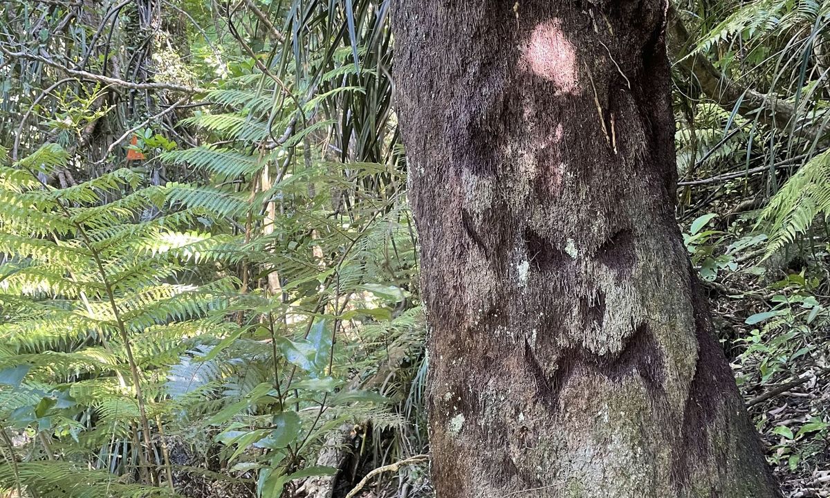 Waiorongomai Valley Adventures, Waikato
