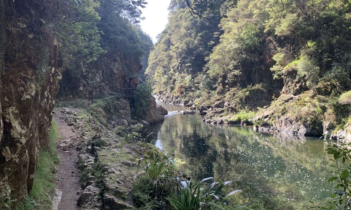 Karangahake Gold, Waikato