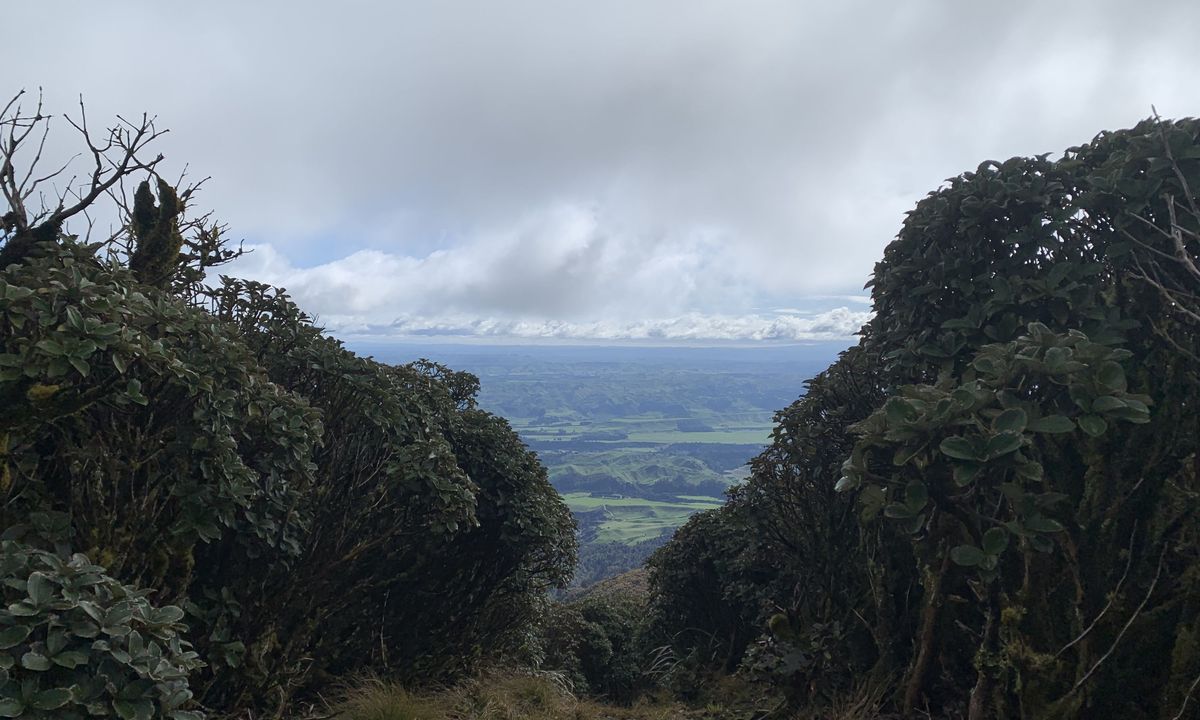 Maharahara
