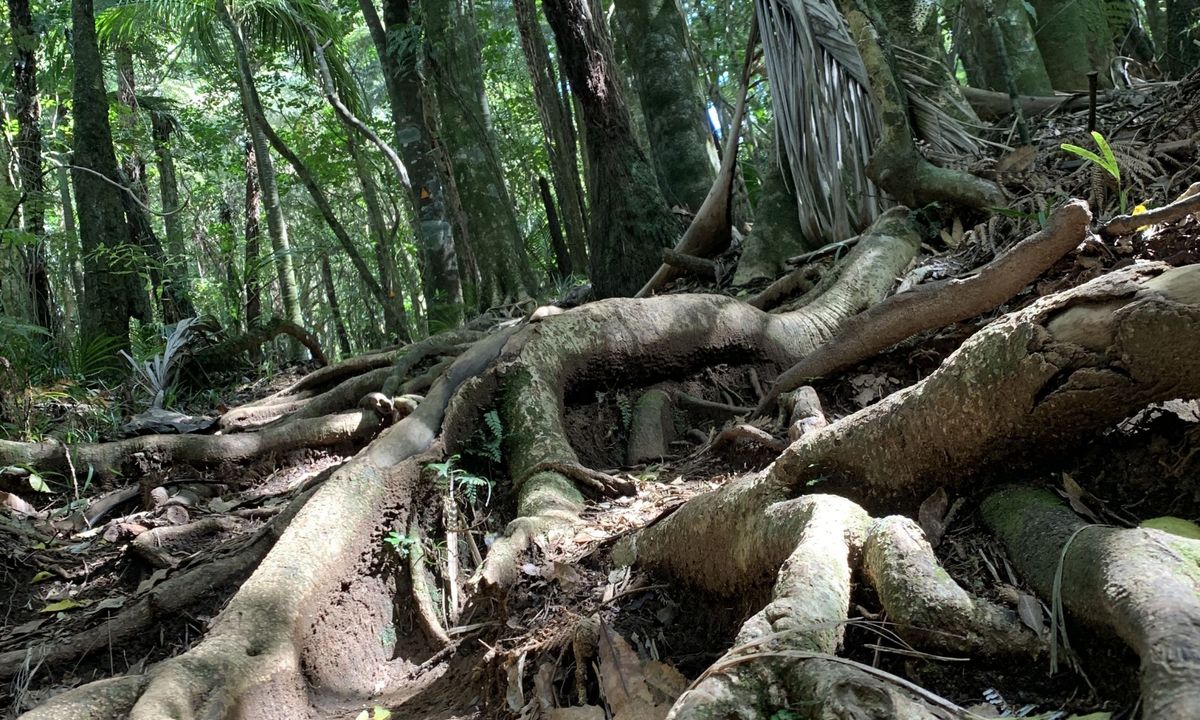 Karangahake Gold, Waikato