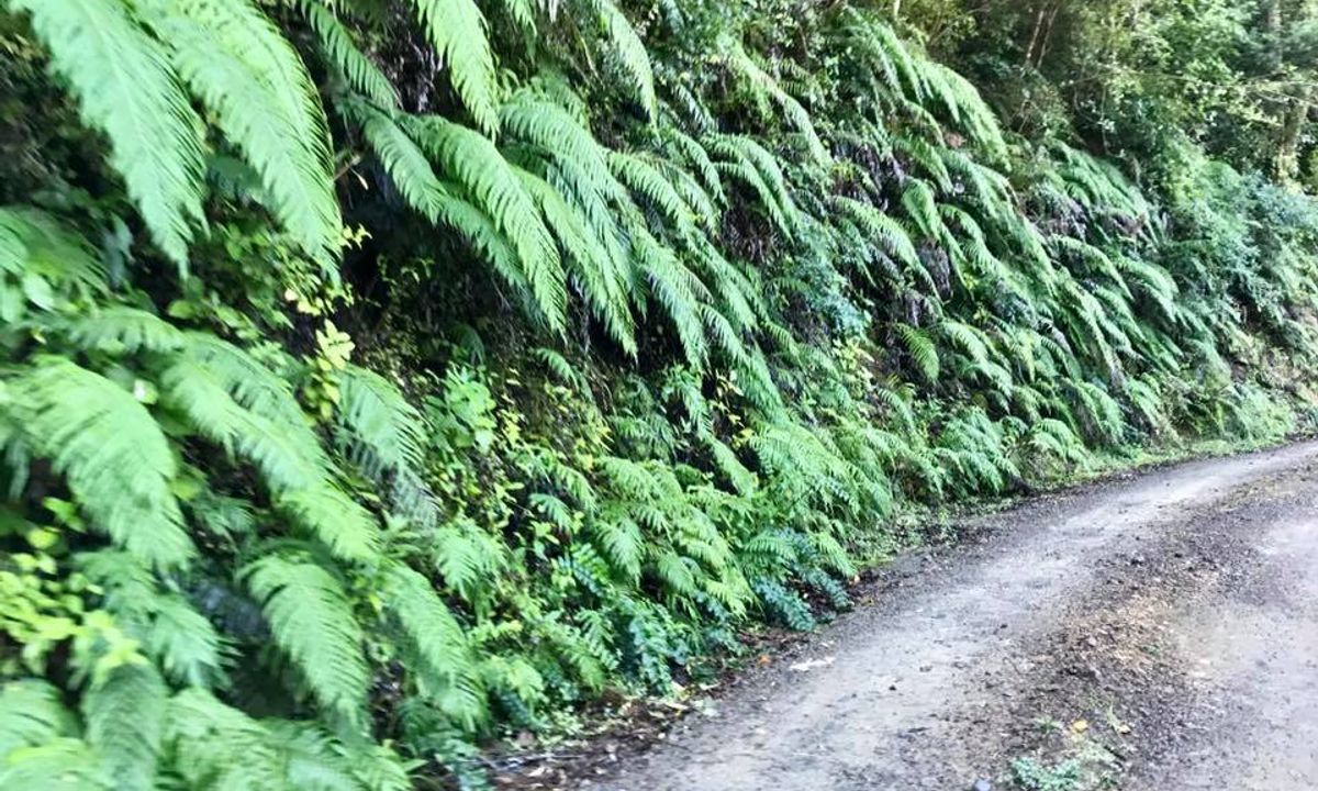 Mangaone Return, Wellington