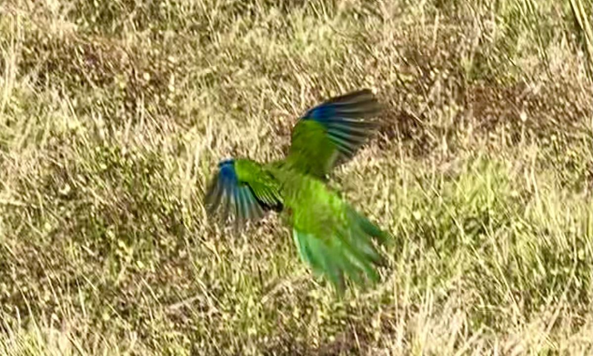 Tiritiri Magic!, Auckland