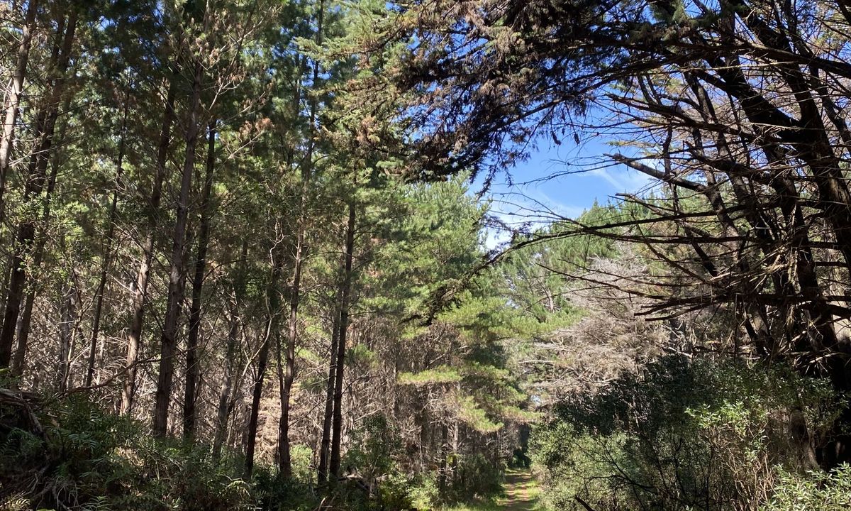Waitarere Forest, Manawatu - Wanganui