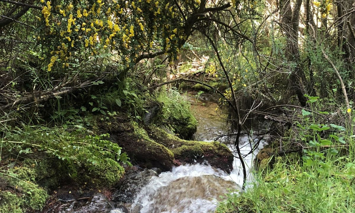 New Chums Loop, Otago