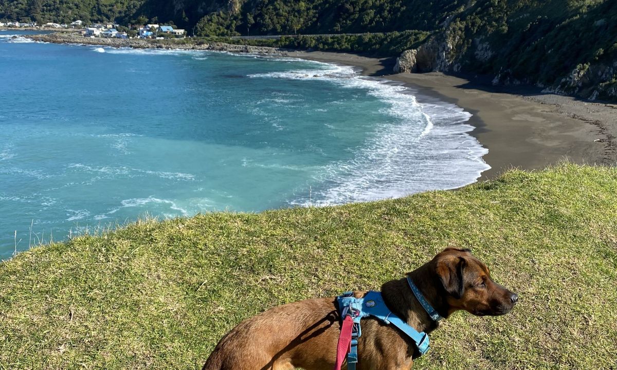 Oruaiti Reserve, Wellington