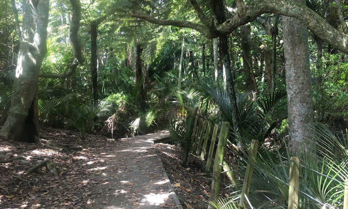 Puhinui Stream Forest Trail, Auckland