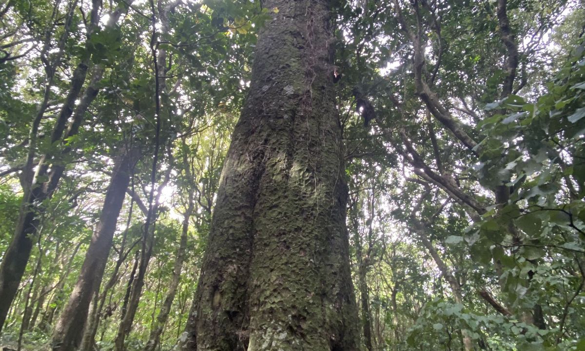 Otari-Wilton's Bush Loop, Wellington