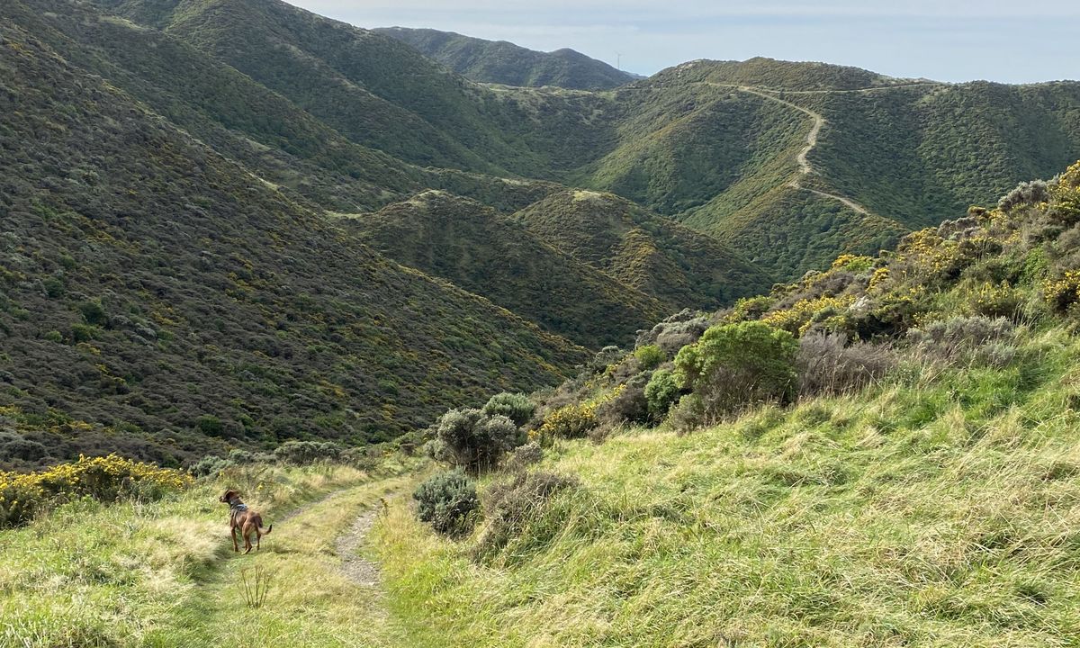 Spooky Gully and the Rocky Shore, Wellington