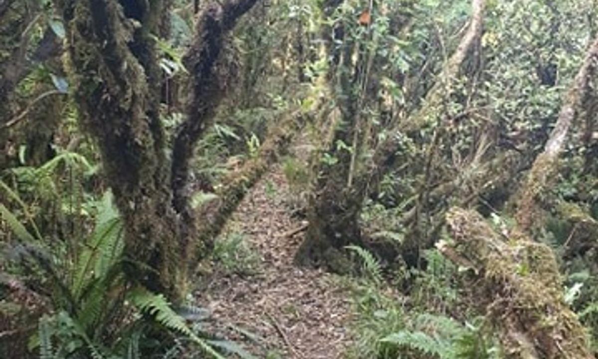 Eliza Mine Climb, Bay of Plenty
