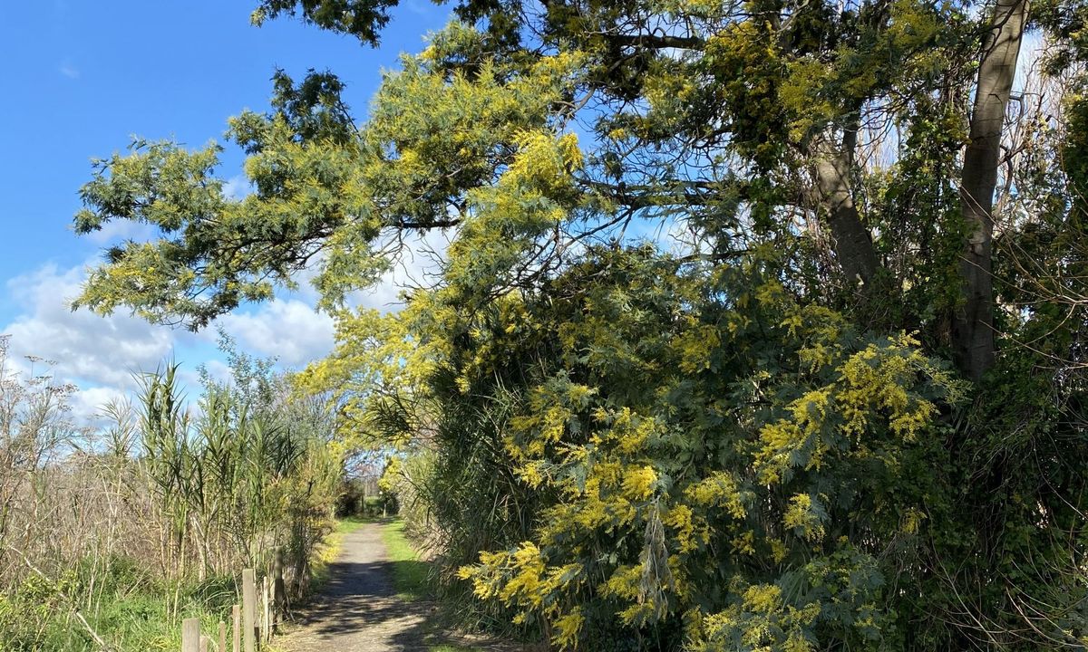 Awahuri Forest Kitchener Park, Manawatu - Wanganui