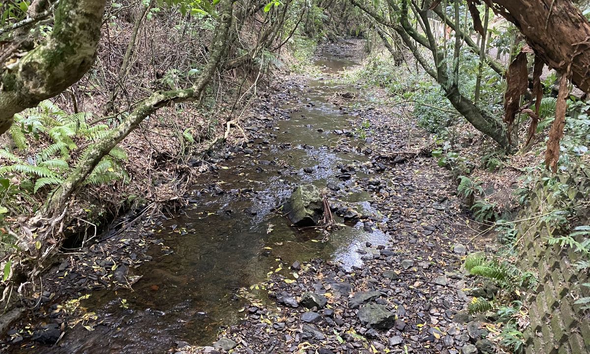 Otari-Wilton's Bush Loop, Wellington