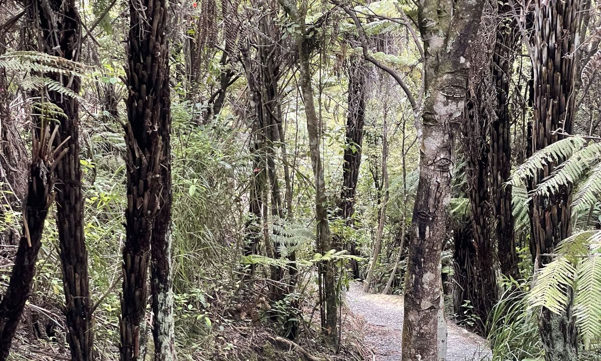 Inner City Bush Trails, Auckland