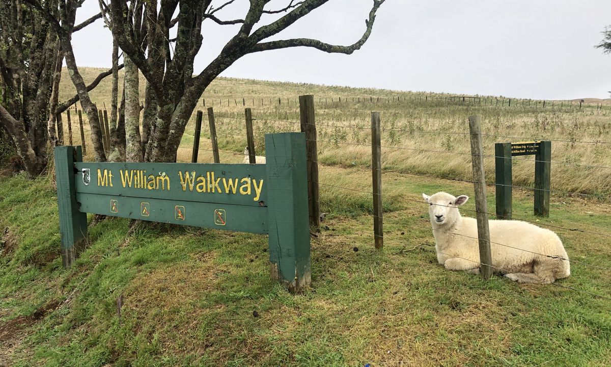 Mt William Wacky Walkway, Auckland