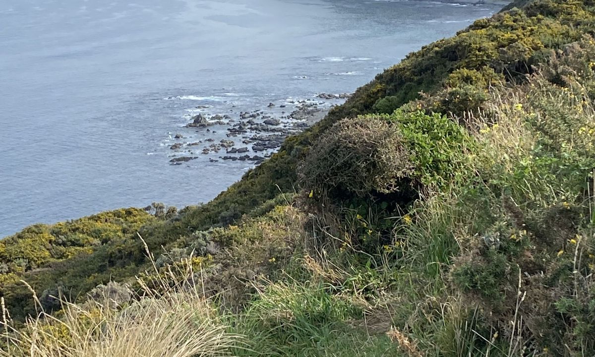 Spooky Gully and the Rocky Shore, Wellington