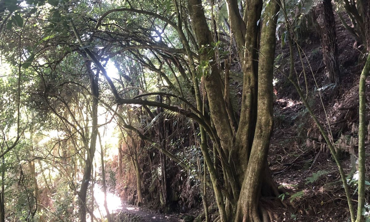 Little Waipa to Arapuni, Waikato