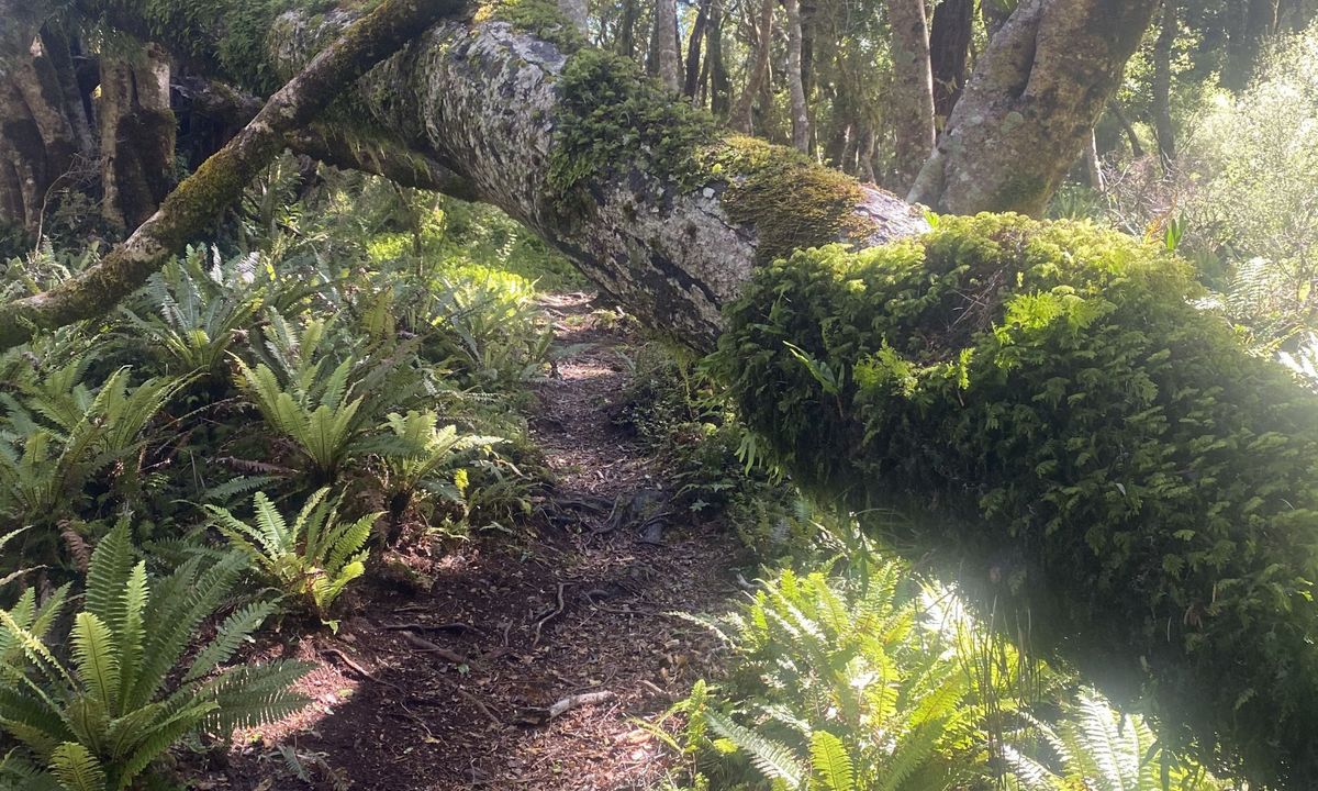 Holdsworth Lodge to Totara Flats Hut and return, Wellington