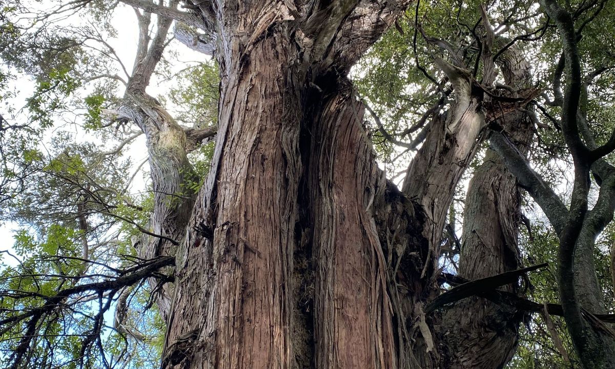 Awahuri Forest Kitchener Park, Manawatu - Wanganui