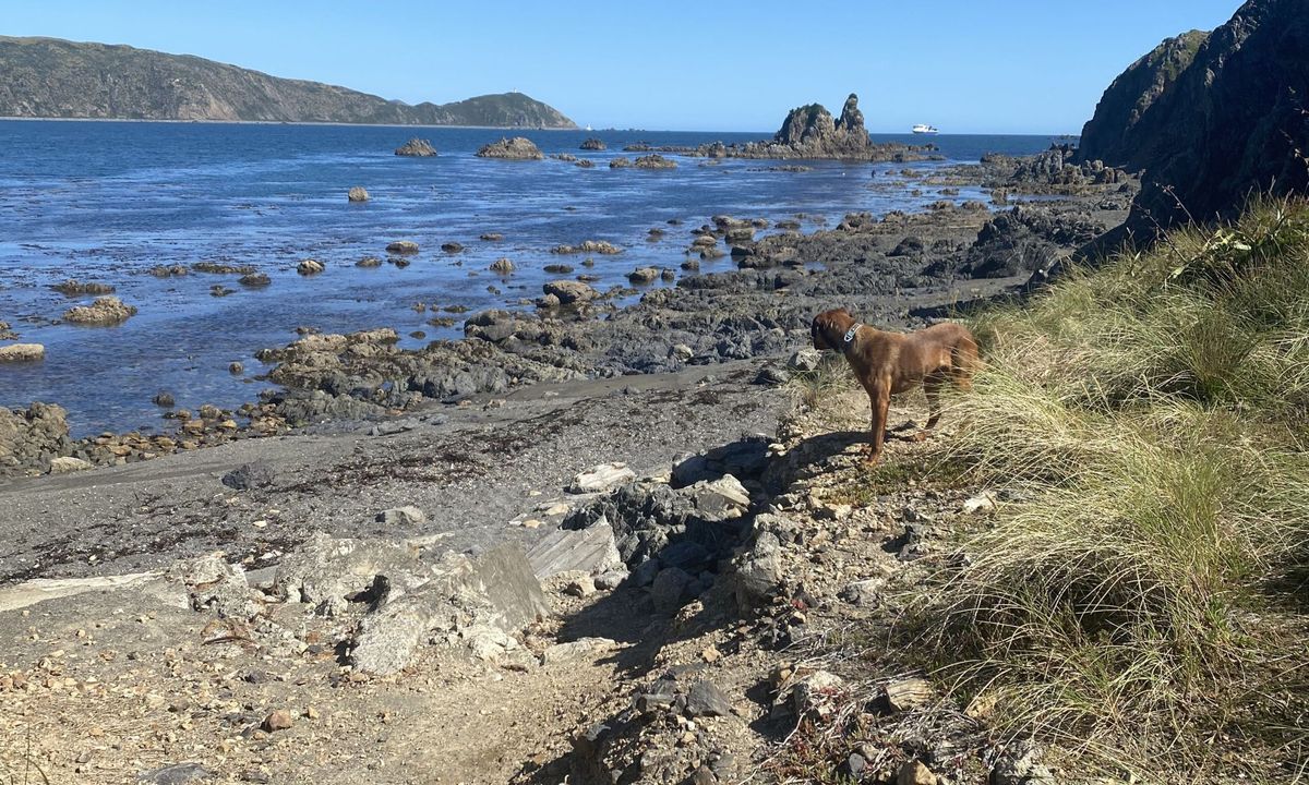 Oruaiti Reserve, Wellington