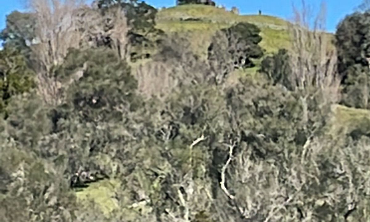 Maungakiekie Loop with a Cherry on Top, Auckland