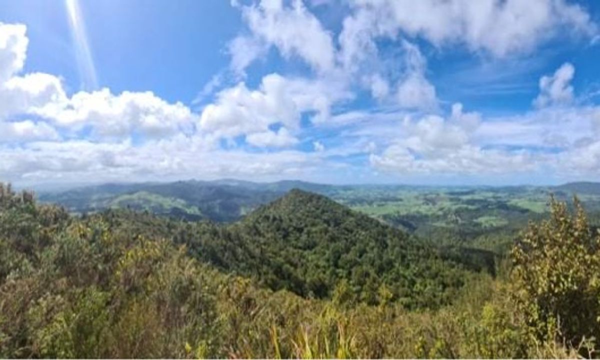 Karangahake Gold, Waikato