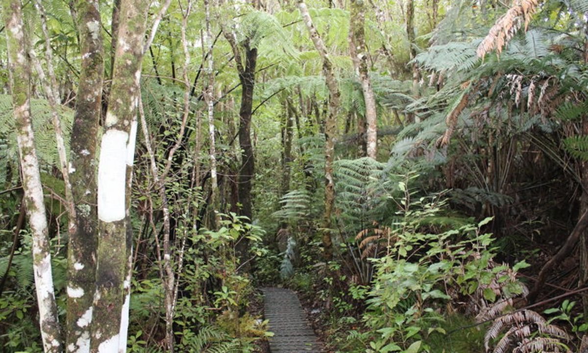 Fensham Reserve Loop, Wellington