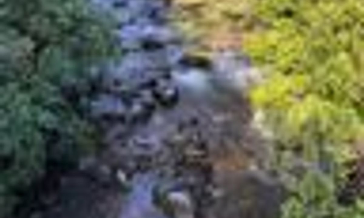Whakapapanui Track, Manawatu - Wanganui