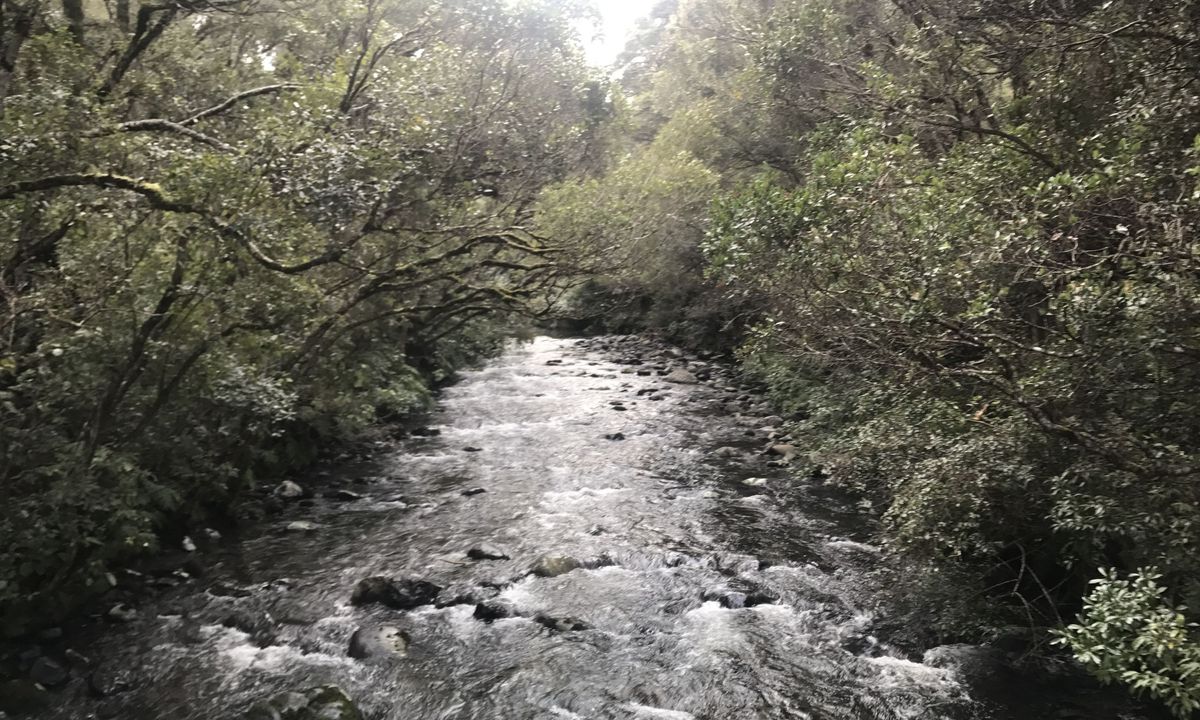 Ohakune Town/Forest Loop, Manawatu - Wanganui