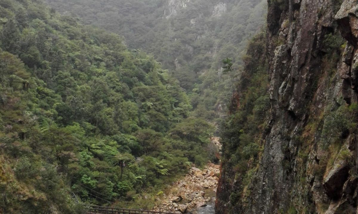 Karangahake Gold, Waikato