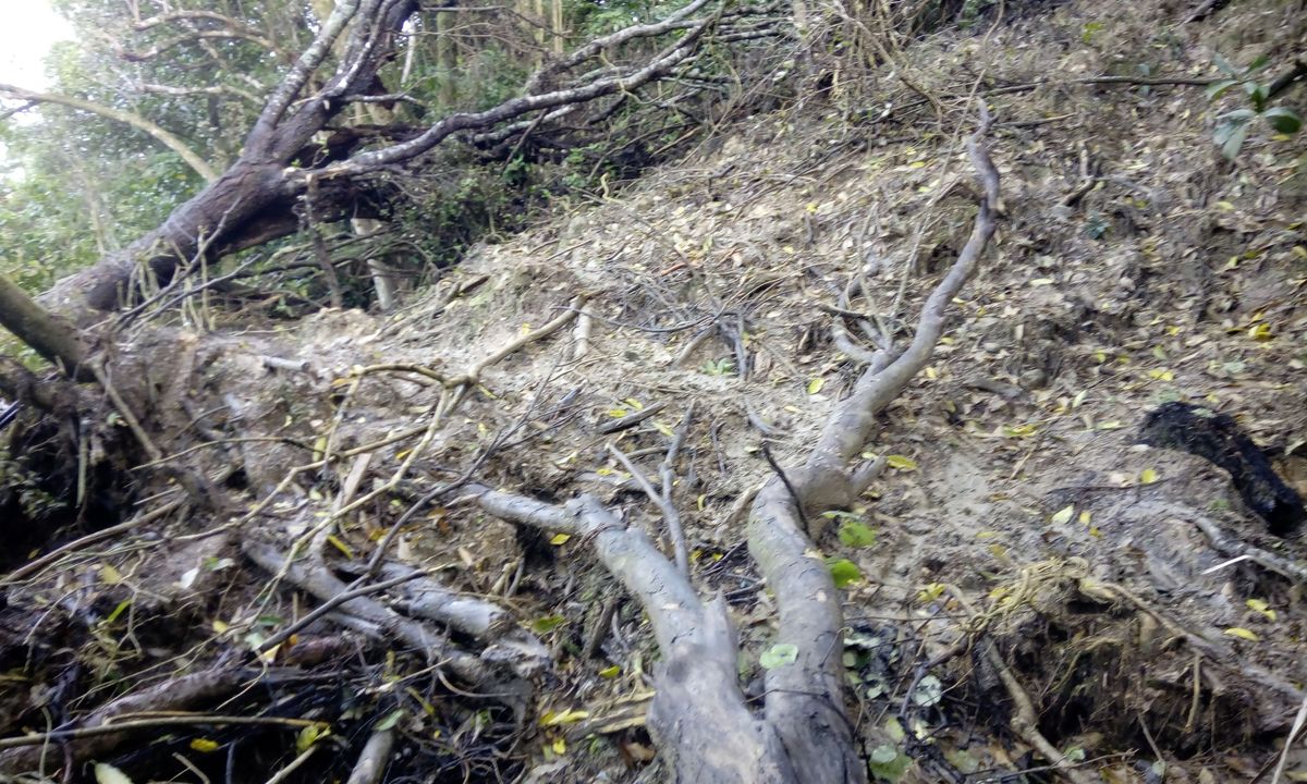 Mangemangeroa Track, Auckland