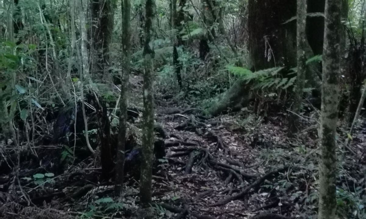 Maungakawa Ankle Breaker, Waikato