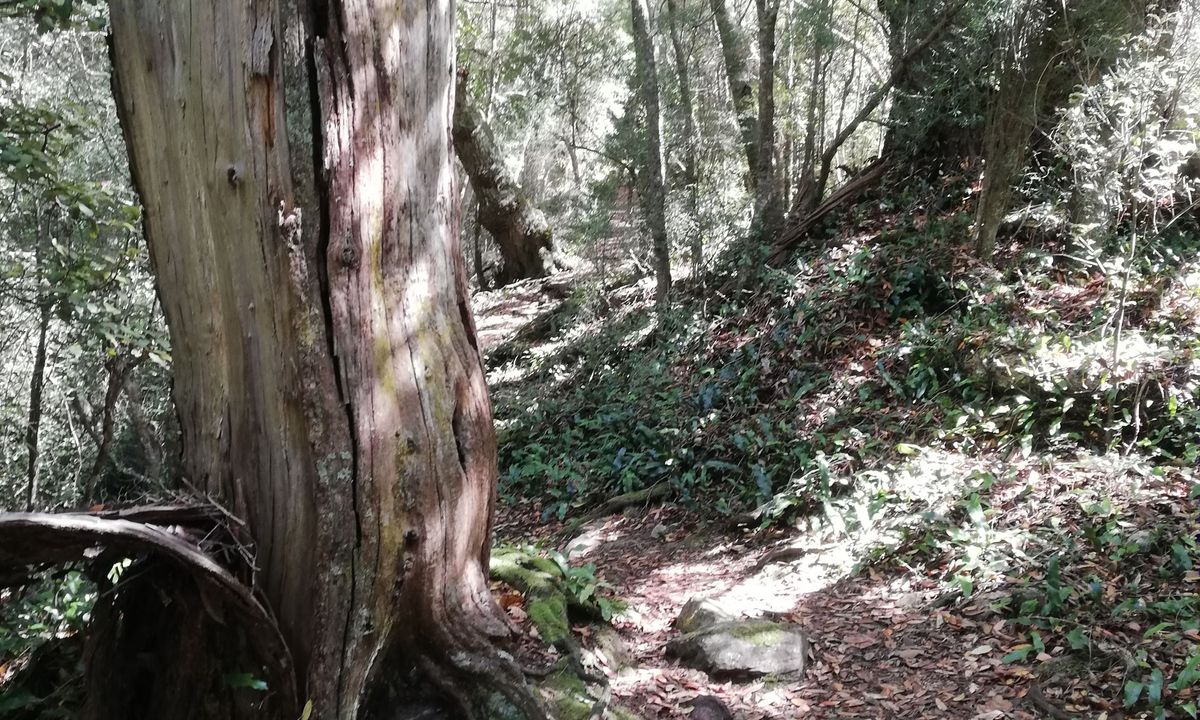 Croydon Bush - Richardson loop, Southland