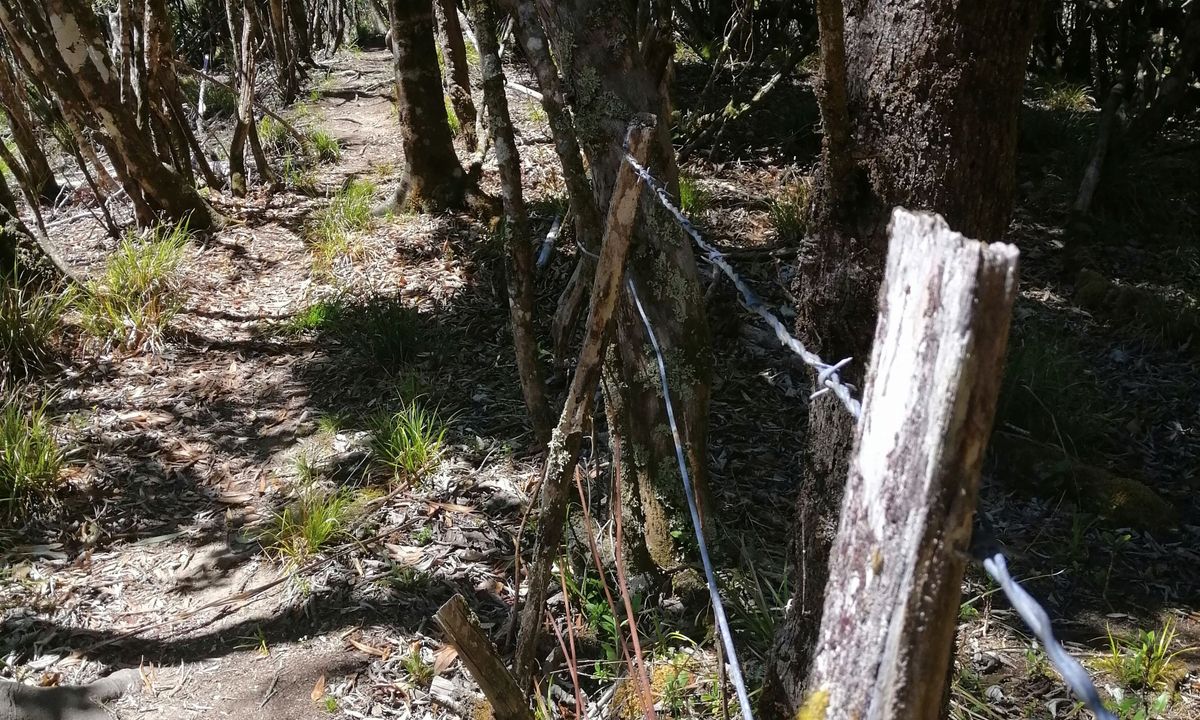 Waitahinga Dam Loop, Manawatu - Wanganui