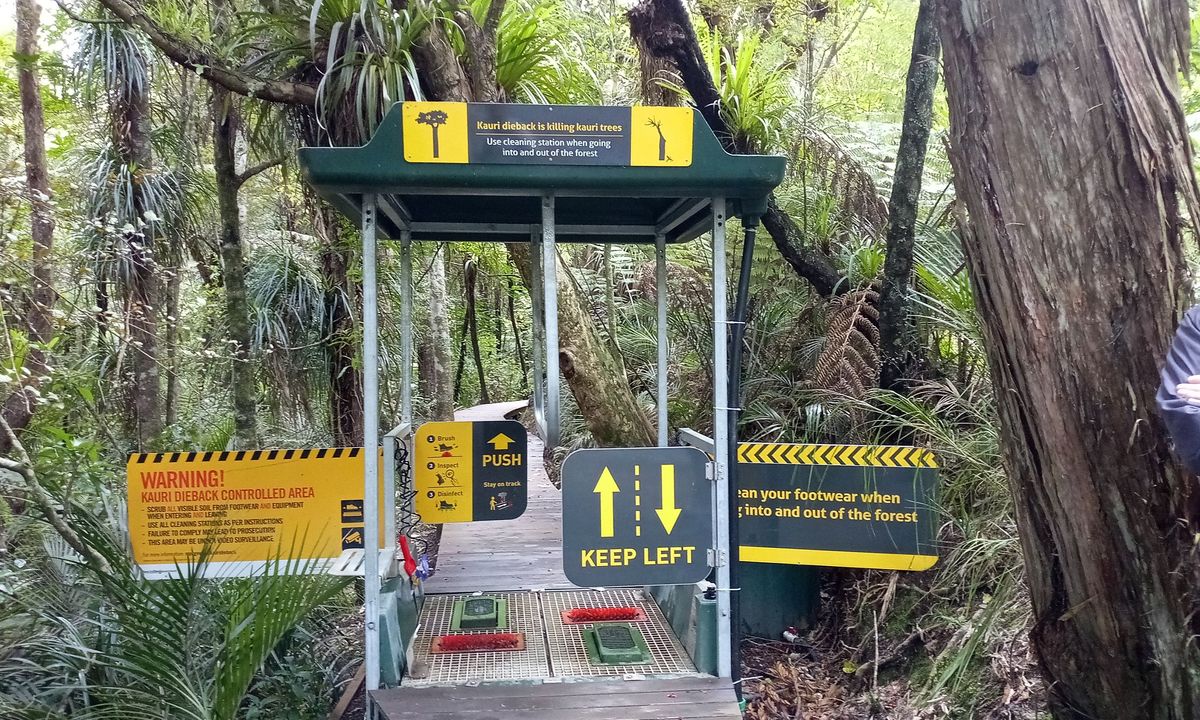 Titirangi Trainer , Auckland