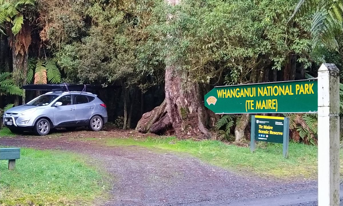 Te Maire Track, Manawatu - Wanganui