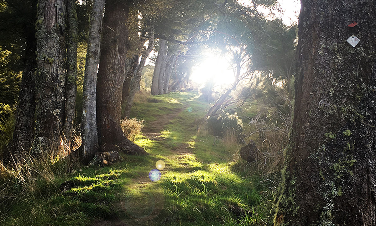 Atene Skyline Track, Manawatu - Wanganui