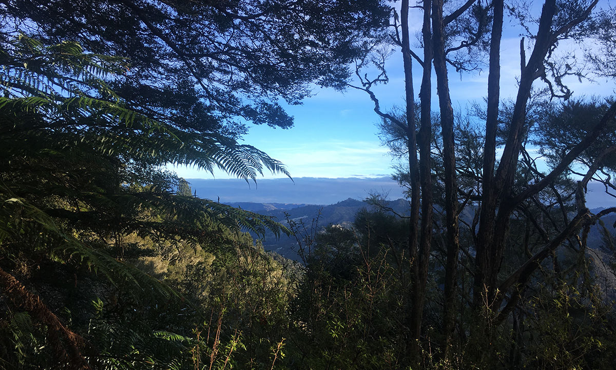 Atene Skyline Track, Manawatu - Wanganui