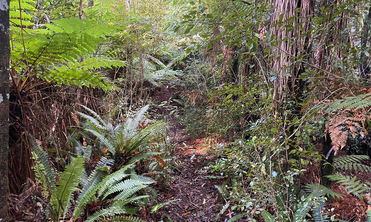 Mount Titi Full Bush , Wellington