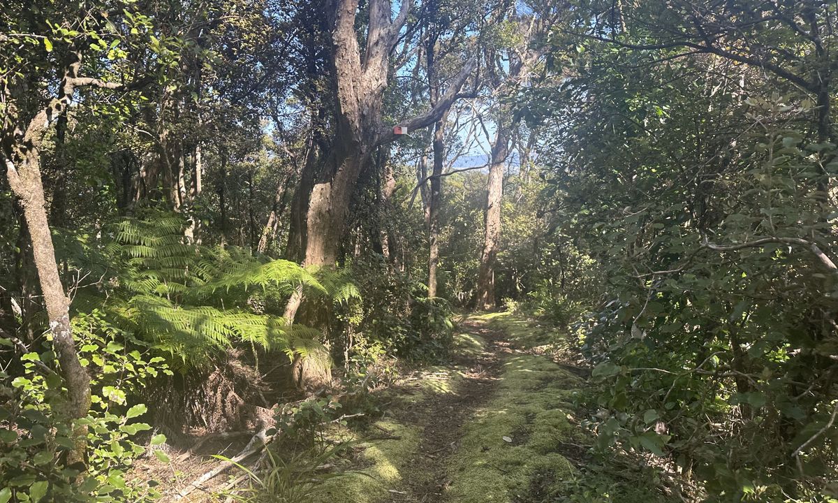 Whangaruru North Head Loop, Northland
