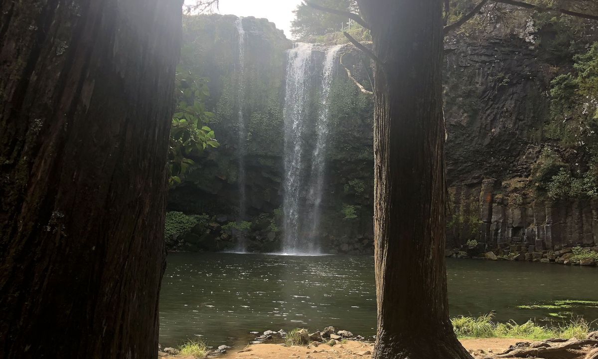 Waterfalls & Kauri!, Northland