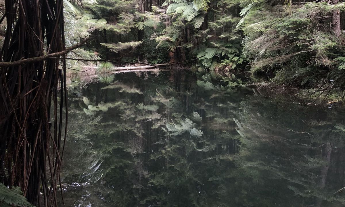 3 of the Best, Bay of Plenty