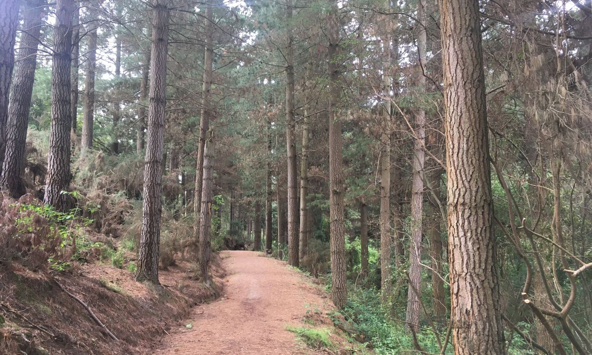 The Giants of Geraldine, Canterbury