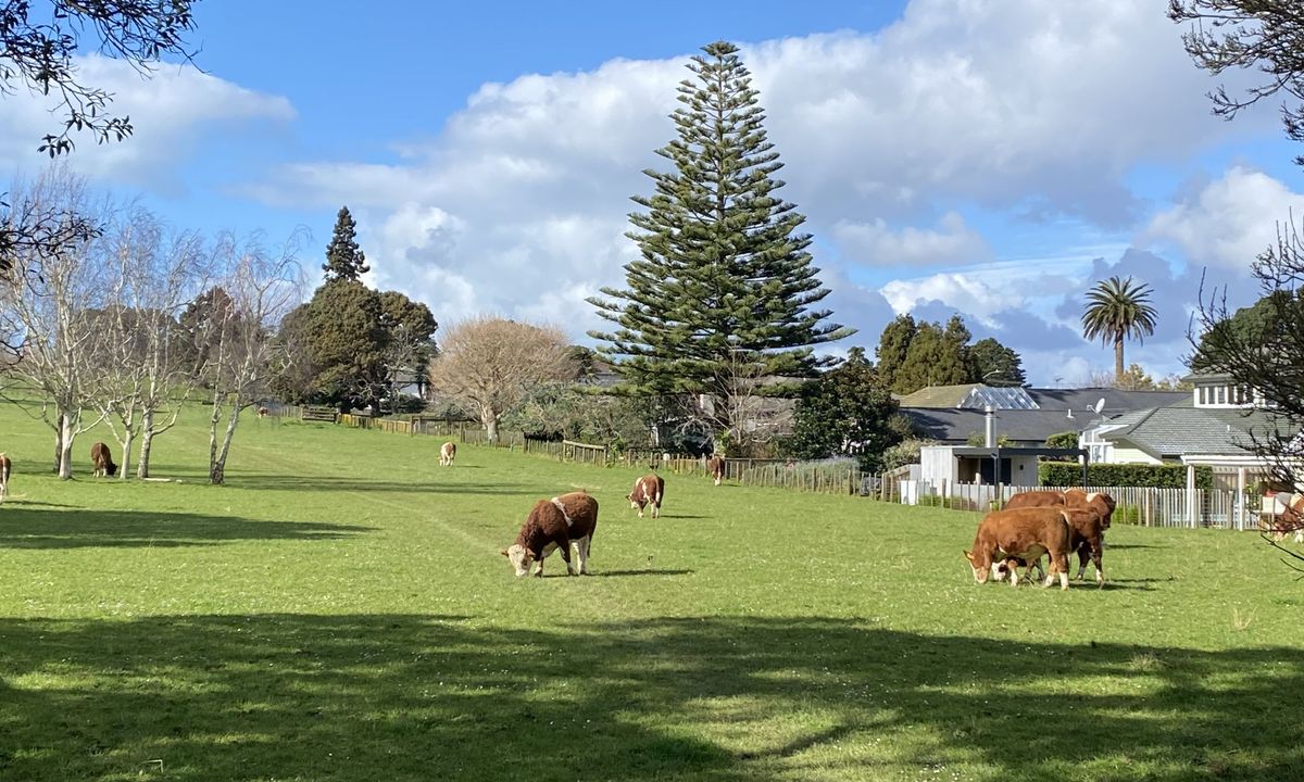 Maungakiekie Loop with a Cherry on Top, Auckland