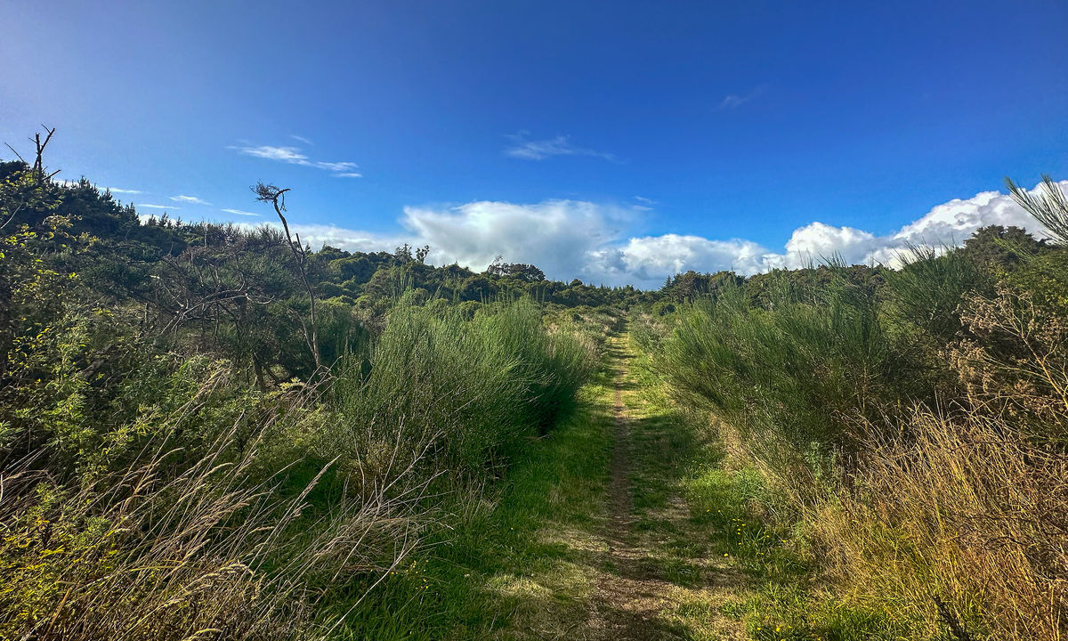 Kilmock Bush Track Plus, Southland